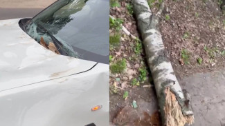 Рухнувшая берёза разбила легковушку на дороге в Воронеже