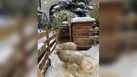 Возле храма в центре Воронежа появилась рождественская композиция с живыми овечками
