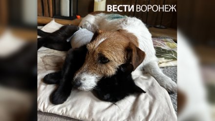Зашивали раны 3,5 часа. Овчарка растерзала джек-рассела под Воронежем