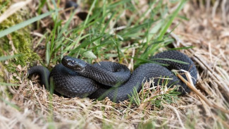 Воронежцам назвали самый опасный вид змей в регионе и рассказали, что делать при укусе