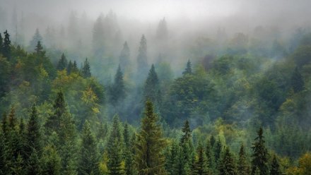 В воронежские леса планируют вложить почти 9 млрд рублей