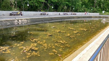 Водоросли вновь заполонили озеро в воронежском Центральном парке