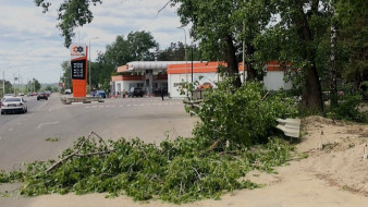 Ветка дерева упала на женщину на Лесном кладбище в Воронеже