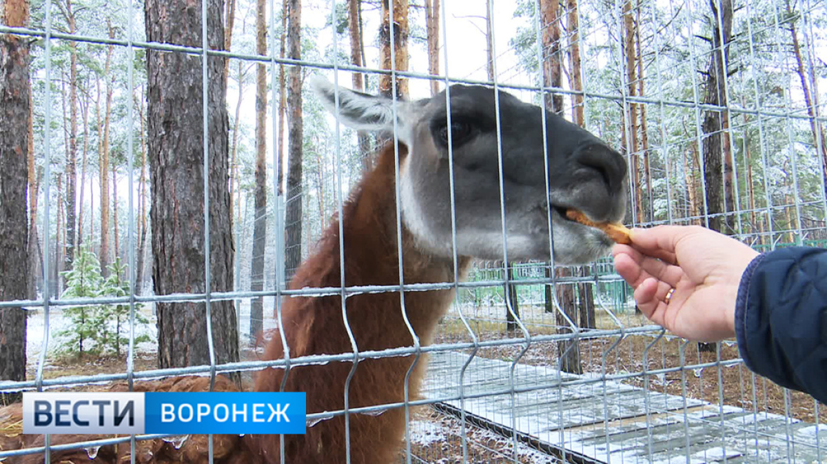 Тигули. Зоопитомник червлёный Яр Воронеж. Зоопарк Воронеж червленый Яр. Заповедник червленый Яр Воронеж. Червленый Яр гуанако.