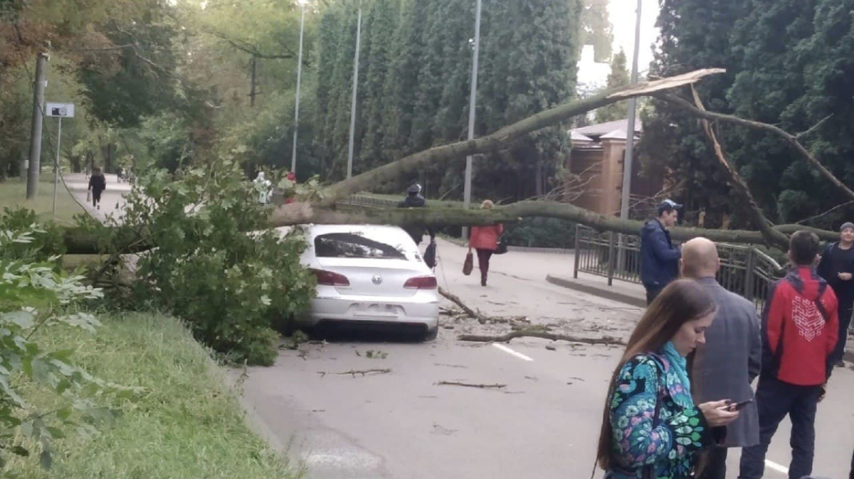 Упавшее на машину дерево стало причиной пробки на одной из Центральных улиц  Воронежа | 23.09.2021 | Воронеж - БезФормата