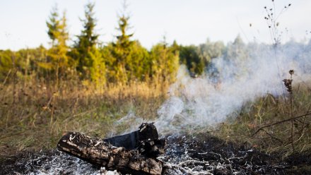 В Воронеже усилят патрулирование лесных массивов и СНТ из-за угрозы пожаров