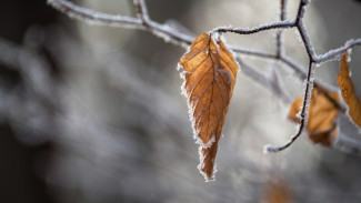Воронежские синоптики рассказали о первых осенних заморозках
