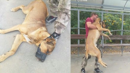 «Стыд и позор». Нападавшего на людей под Воронежем пса забрали волонтёры
