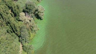 Воронежское водохранилище превратилось в «изумрудное зелье» из-за водорослей