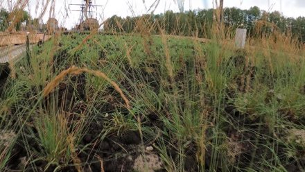 Полиция продолжает искать похитителей растений с Петровской набережной в Воронеже