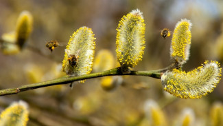Воронежских аллергиков предупредили о пыльцевых бурях