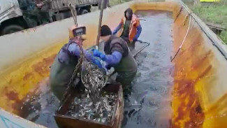 В воронежские реки выпустят миллион мальков сазана