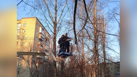 В Воронеже 14 деревьев рухнули из-за сильного ветра