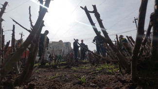 В Воронеже стартовала масштабная пересадка роз