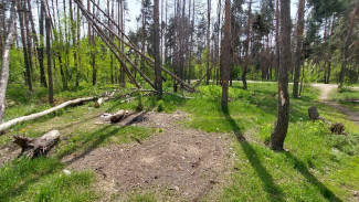 Глава СК России заинтересовался вырубкой деревьев в Северном лесу в Воронеже