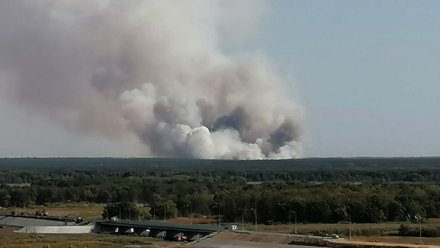 Масштабный пожар случился в лесу возле воронежского села