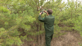 Фотоловушки для задержания новогодних браконьеров установят в воронежских лесах