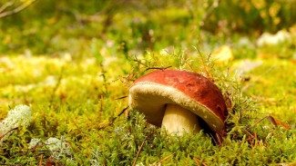 В Воронежской области число отравившихся грибами выросло до 11 человек