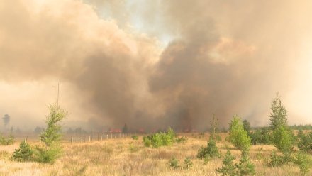 Площадь лесного пожара на Кожевенном кордоне выросла до 62 га