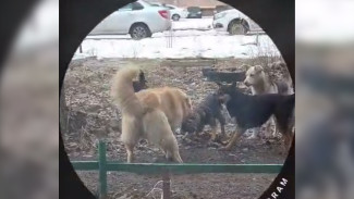 Бездомные собаки разорвали кошку на улице Чебышева в Воронеже