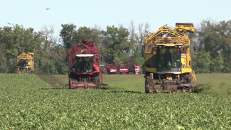 Воронежские власти опровергли сообщения о неурожае сахарной свёклы и росте цен на сахар