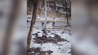 В Воронеже поймали одну из покусавших девушку собак у ЖК «Маяковский»