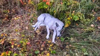 Воронежские полицейские спасли от гибели пострадавшую в ДТП собаку