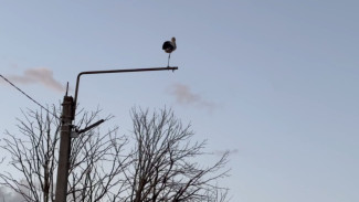 В Воронеже на деревьях вдоль Курской трассы массово обжились аисты