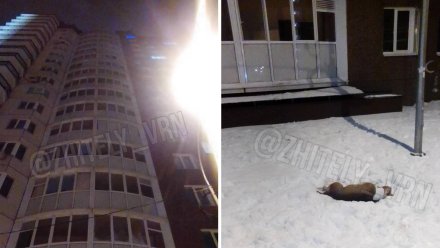 Воронежцы выбросили собаку из окна во время празднования Нового года