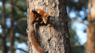 Воронежцы пожаловались на отравляющего белок мужчину в «Танаисе»