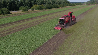 В Воронежской области начали уборку сахарной свёклы