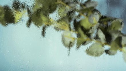 Облачную и дождливую погоду спрогнозировали в выходные в Воронеже