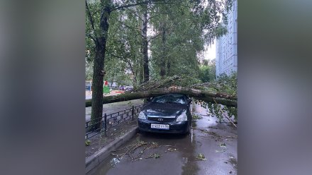 Поваленные бурей деревья разбили 12 автомобилей в Воронеже