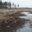 В Воронежском биосферном заповеднике обмелели два озера