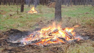 В воронежских лесах начали жечь неликвидную древесину
