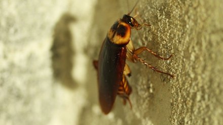 Облздрав отреагировал на нашествие тараканов в воронежской детской больнице