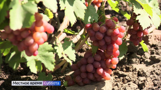 Воронежский агроном рассказала, как помочь винограду хорошо дозреть