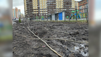 Воронежцы сообщили о рухнувших после высадки в снег деревьях на Шишкова – Тимирязева