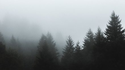 Жёлтый уровень опасности из-за тумана объявят в Воронежской области