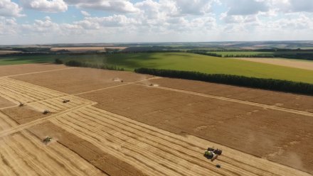В Воронежской области собрали 5 млн тонн зерна