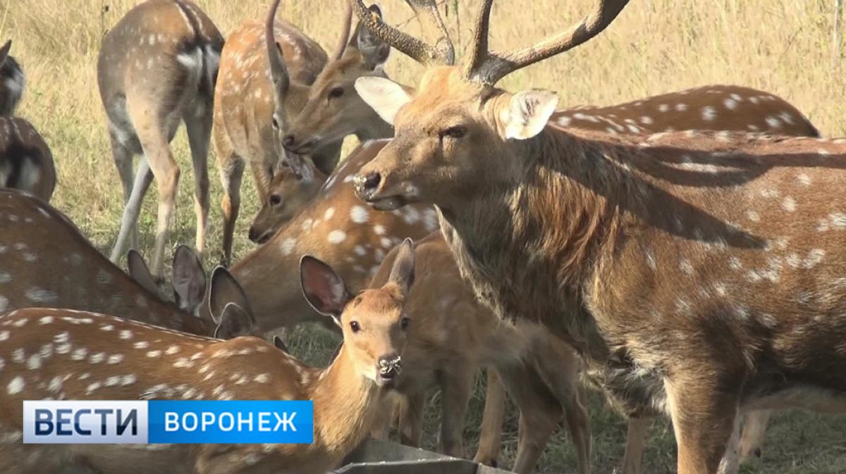 Воронежские животные. Пятнистый олень в Воронежской области. Олени в Воронежском заповеднике. Европейский олень Воронежской области. Воронежский заповедник Олент.