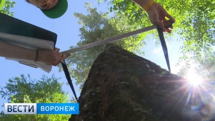 «Диспансеризацию» деревьев на воронежских улицах закончат к осени