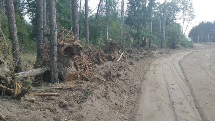 Прокуратура заинтересовалось вырубкой деревьев в Воронежской нагорной дубраве
