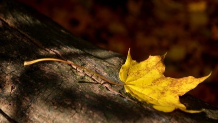 В Воронежской области потеплеет до +21