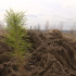 В Воронежской области запланировали вырастить 500 тыс. сеянцев сосны