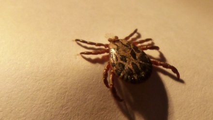 Воронежцев предупредили о весенней активности клещей