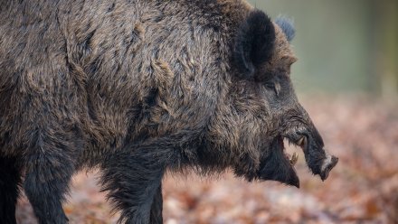 14 случаев бешенства выявили в девяти районах Воронежской области