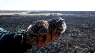 В Воронежской области зафиксировали первые ландшафтные пожары