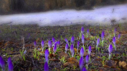 В Воронеже впервые после крепких морозов распустились подснежники