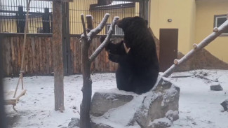 В Воронежском зоопарке сняли на видео весёлые будни гималайской медведицы
